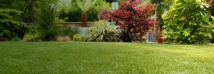 25mm Augusta Artificial Grass